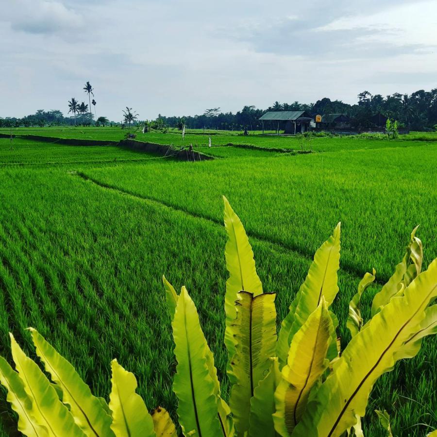 Villa Popolan And Guest House Ubud Zewnętrze zdjęcie